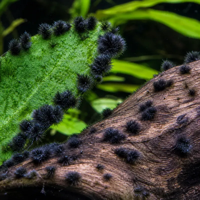 Black beard algae: dark tufted brushes growing along a leaf edge and on driftwood.