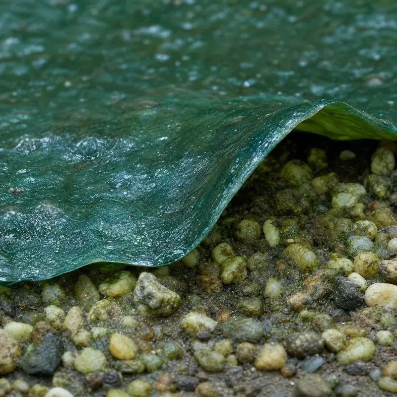 Cyanobacteria: a blue-green slimy sheet over the substrate, peeling up as a single layer.