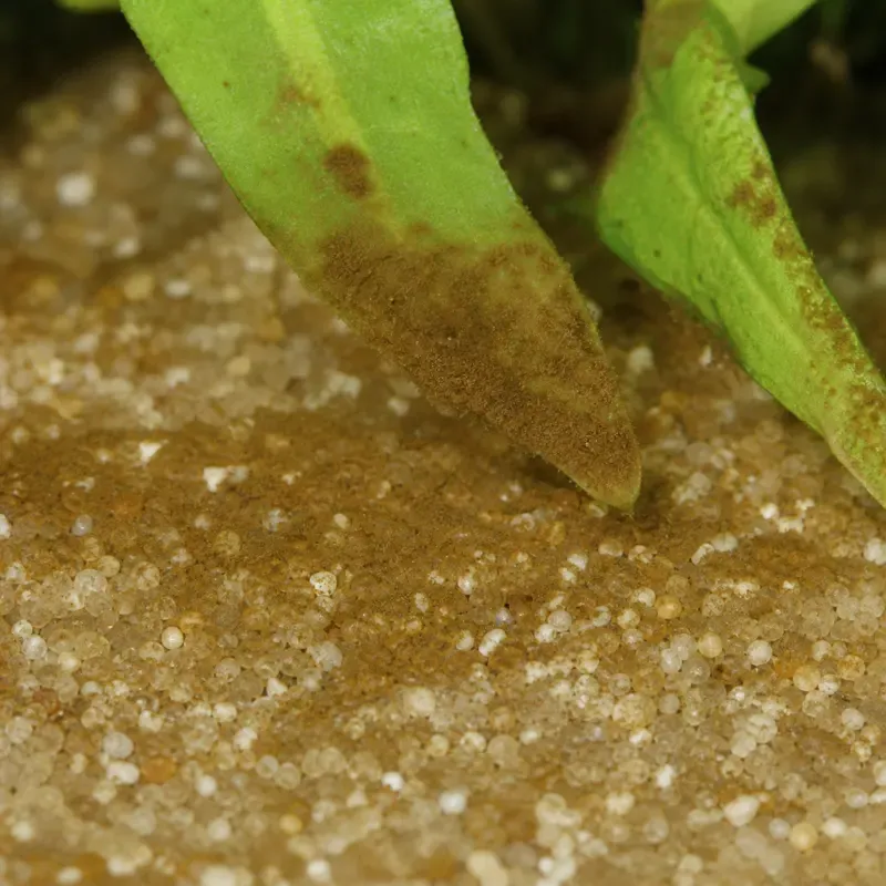 Brown diatom film coating substrate and a lower leaf — soft, dusty, and easily wiped away.