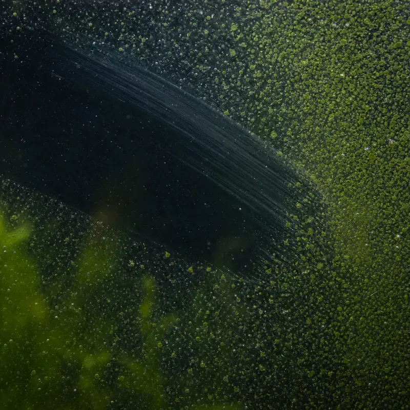 Green spot algae: hard green dots on aquarium glass, with a wiped streak showing clear glass behind.