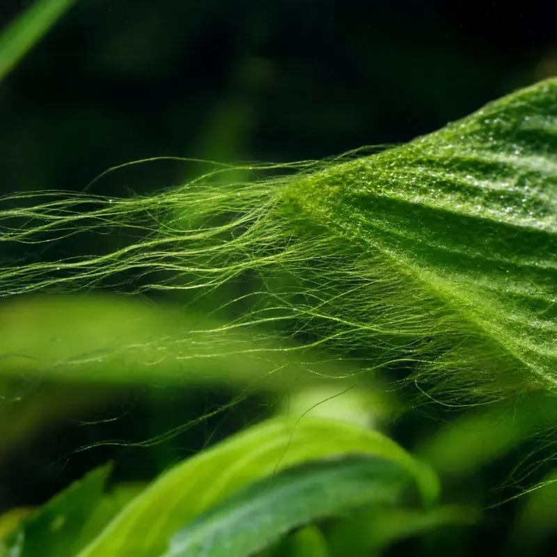 Hair algae: long, fine, bright-green filaments streaming off a leaf.