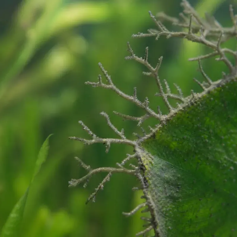 Staghorn algae: coarse grey-green strands that fork into antler-like branches from a leaf edge.