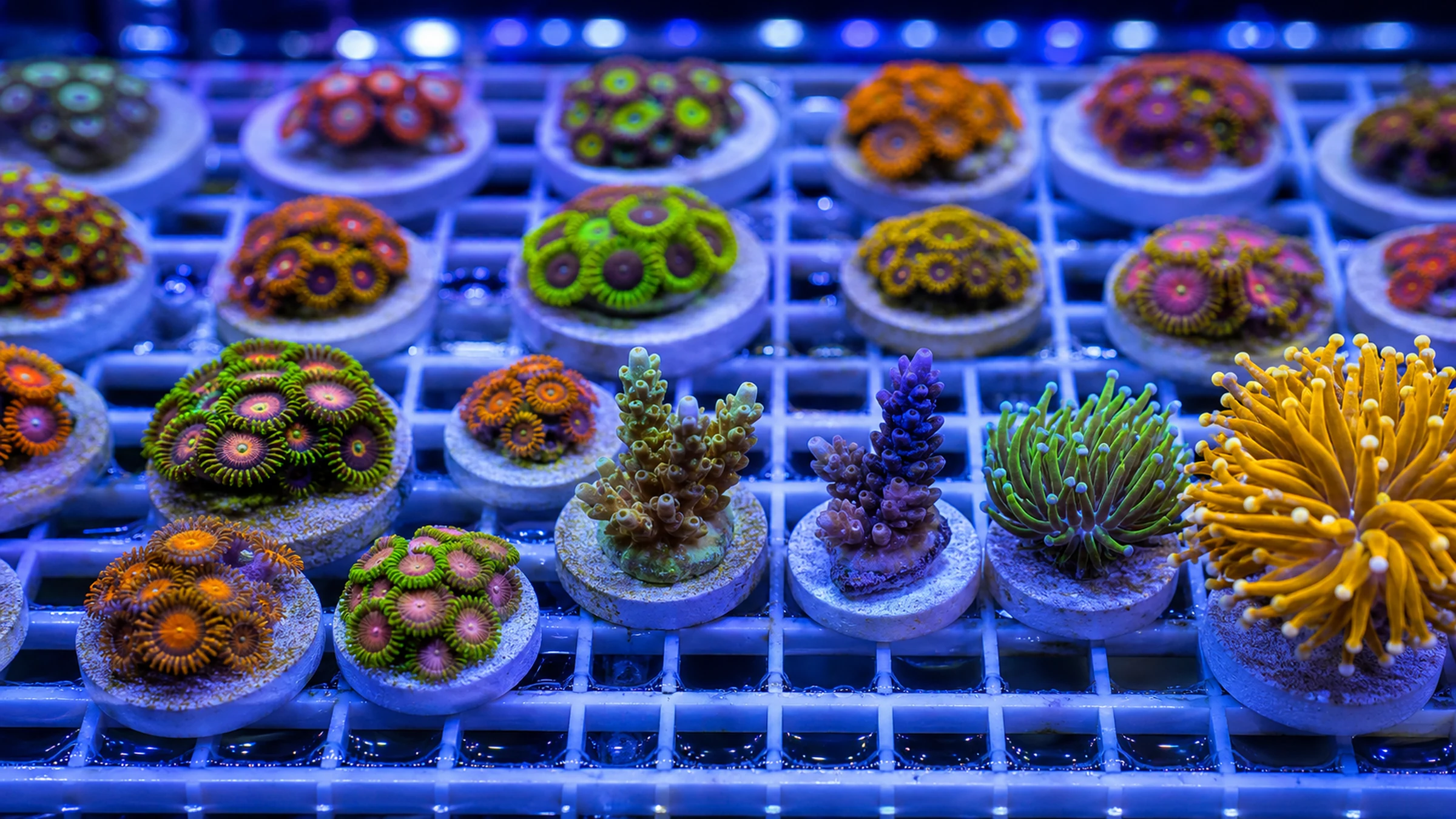 Rows of colorful coral frags on eggcrate in a dealer's frag tank