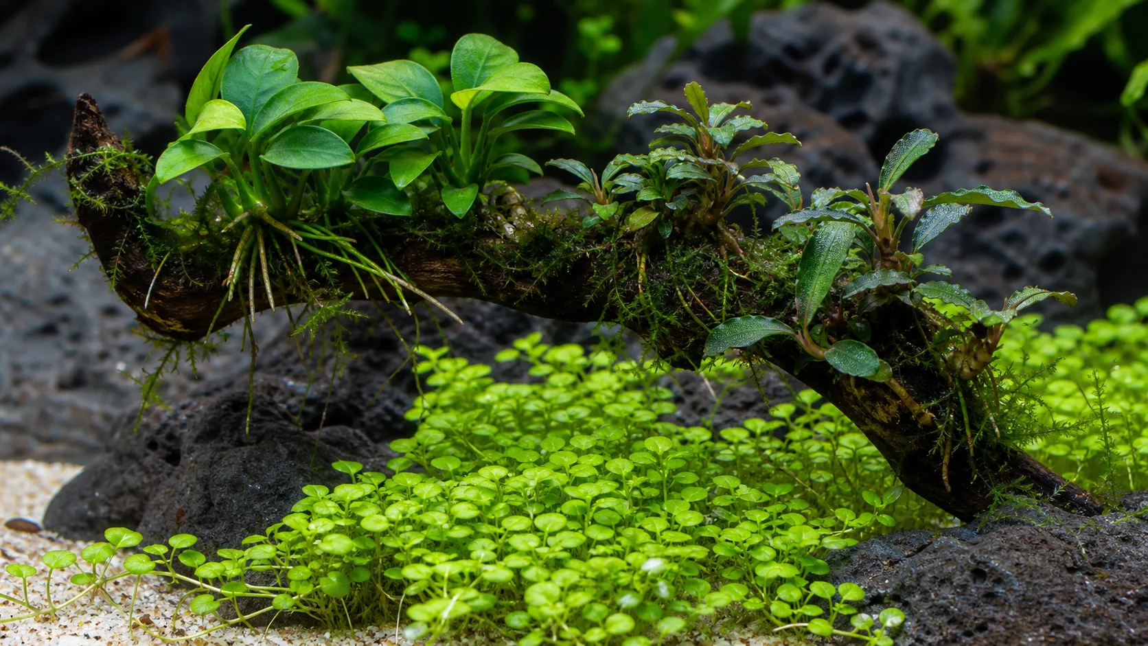 A close view of carpeting plants below a branch carrying Anubias and Bucephalandra, with their rhizomes kept above the substrate.