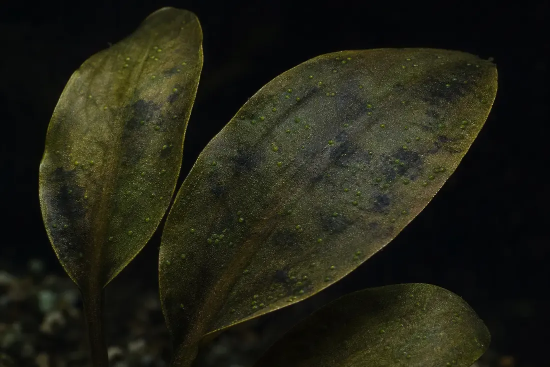 Phosphorus-deficient leaves: older leaves darkened and bronzed, speckled with green-spot algae.