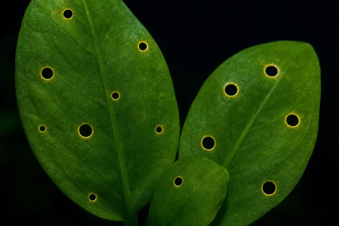 Potassium-deficient leaves: small pinholes ringed with yellow halos on otherwise green leaves.
