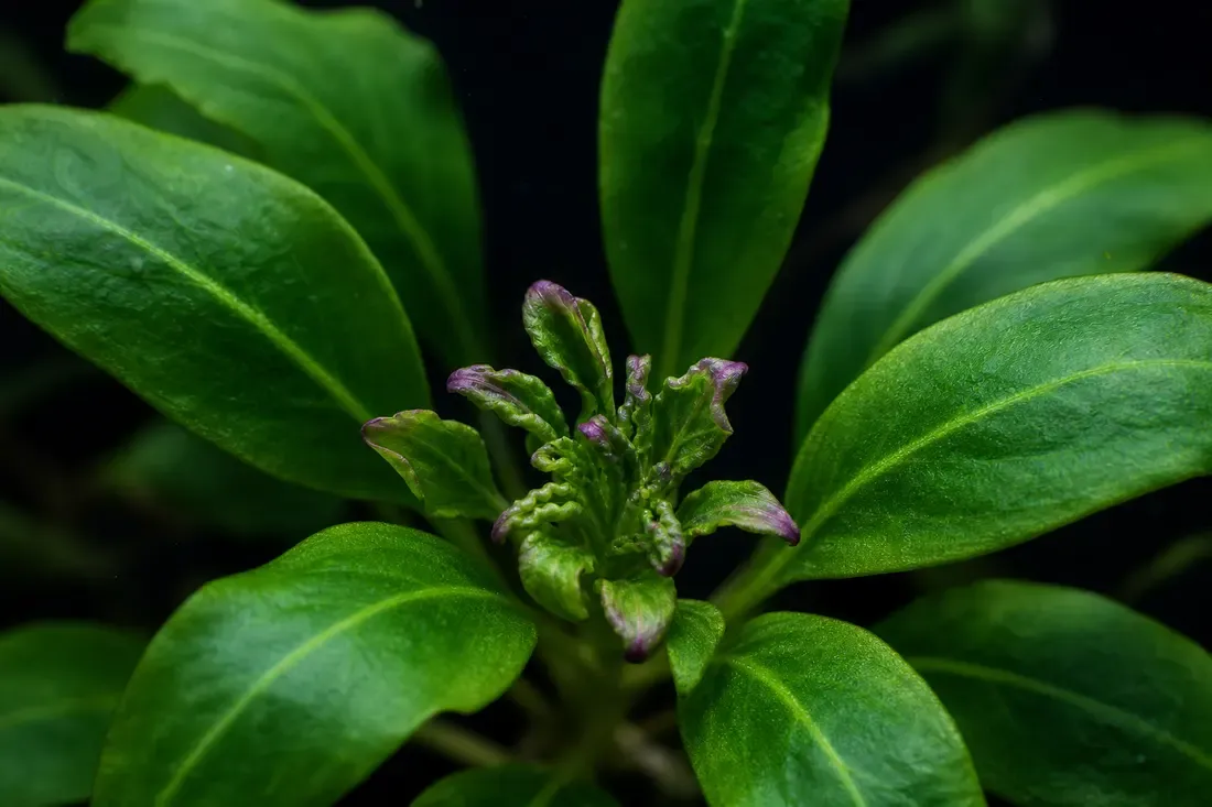 Calcium/micronutrient-deficient growing tip: small, twisted, deformed new leaves among healthy mature leaves.