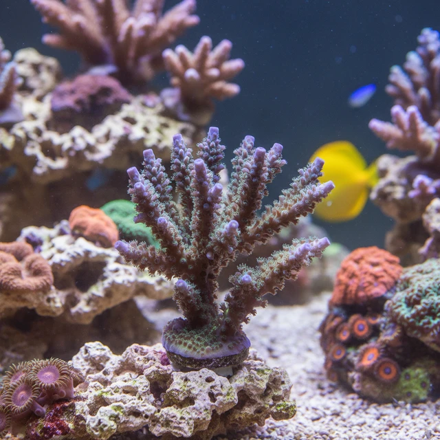Acropora Austera
