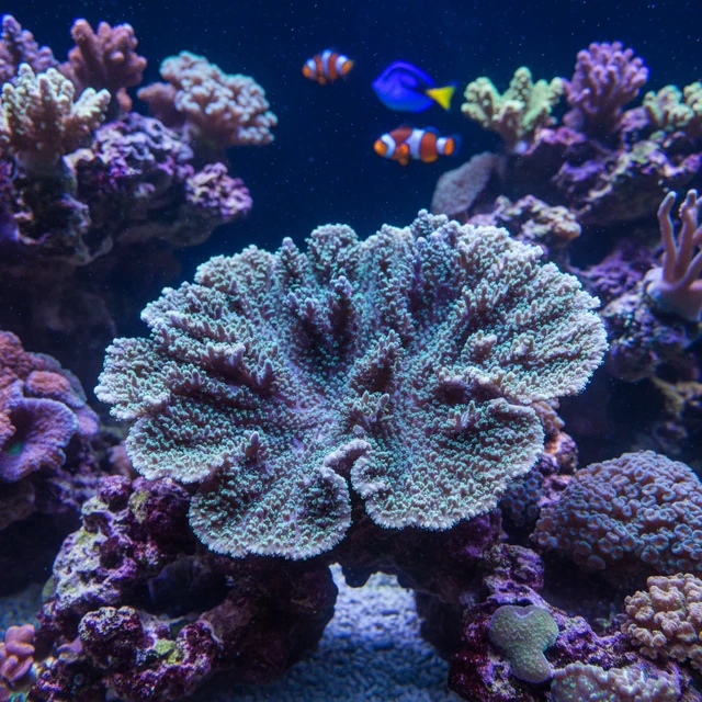 Acropora Echinata