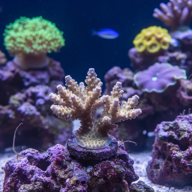 Acropora Loripes
