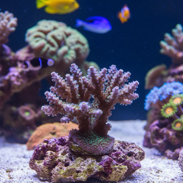 Acropora Sarmentosa
