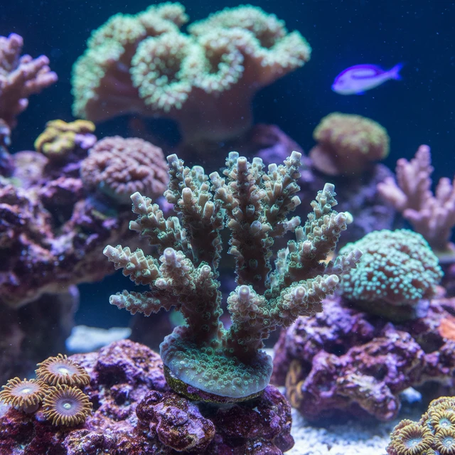 Acropora Valida