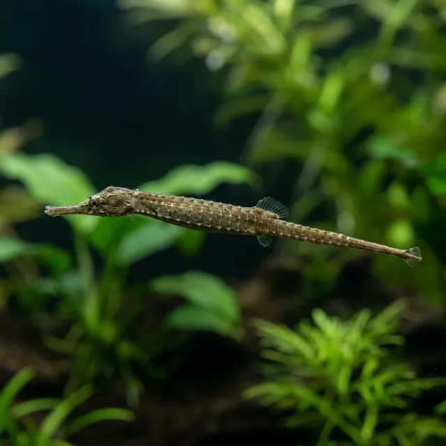 African Freshwater Pipefish