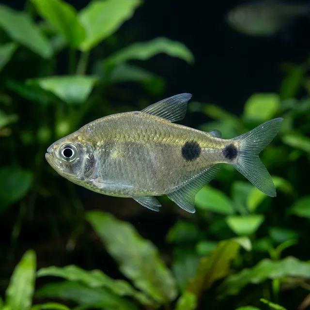 African Moon Tetra