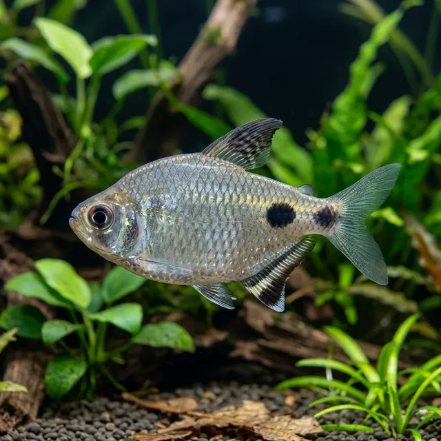 African Spottail Tetra