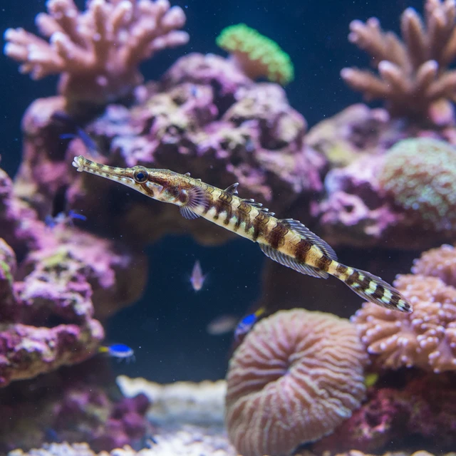 Alligator Pipefish