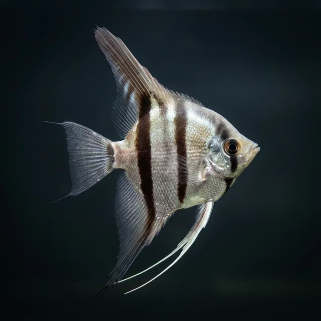 Altum Angelfish
