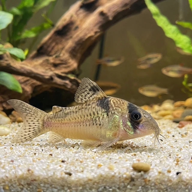 Amanda Jane Corydoras