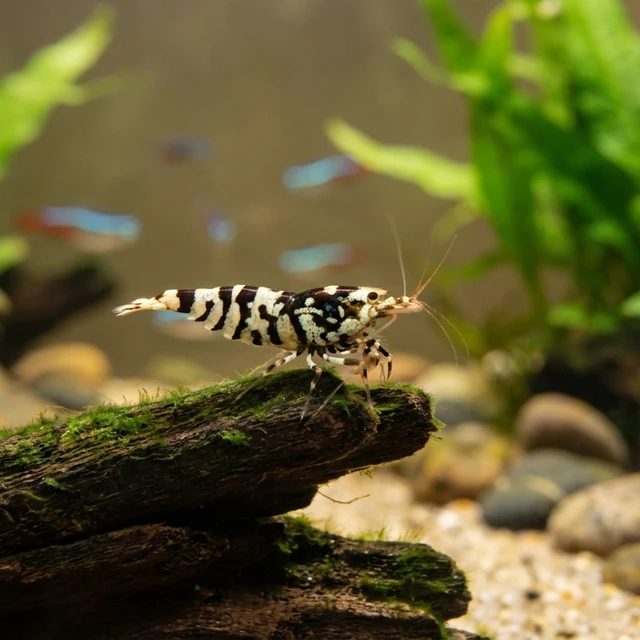 Amazon Zebra Shrimp