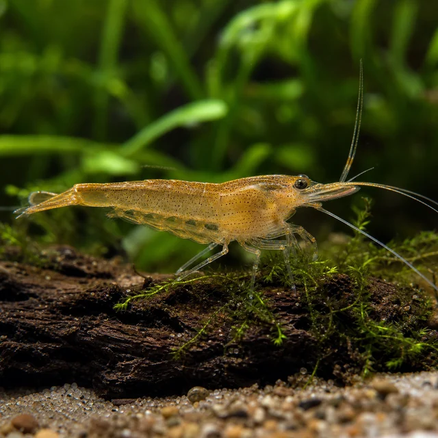 Amber Long-rostrum Shrimp