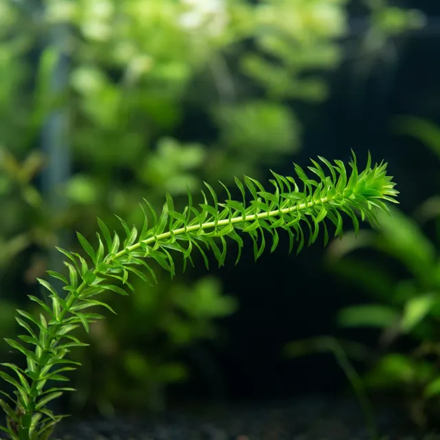 Anacharis