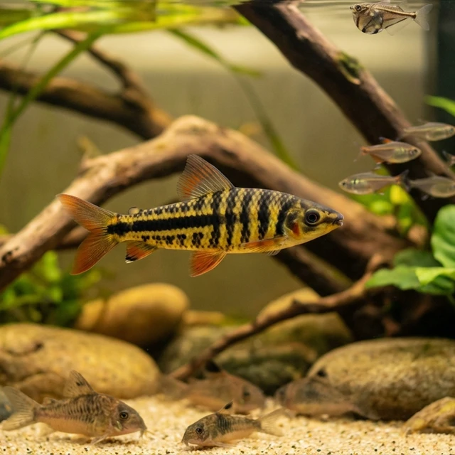 Apollo's Leporinus