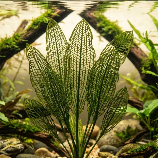 Aponogeton Madagascariensis