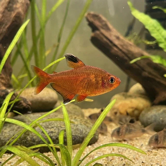 Apricot Tetra