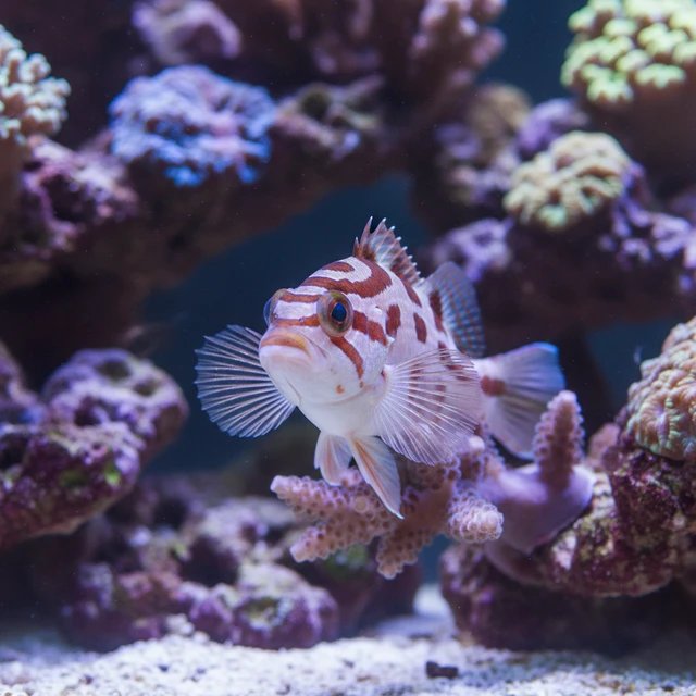 Arc-Eye Hawkfish