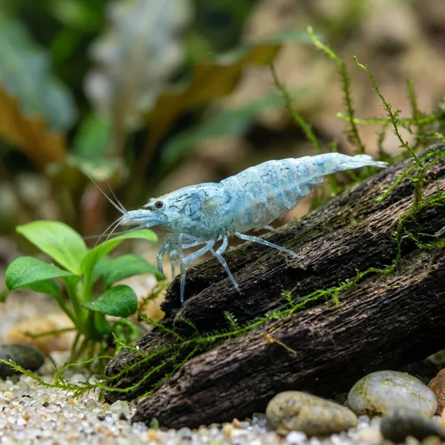 Aura Blue Shrimp