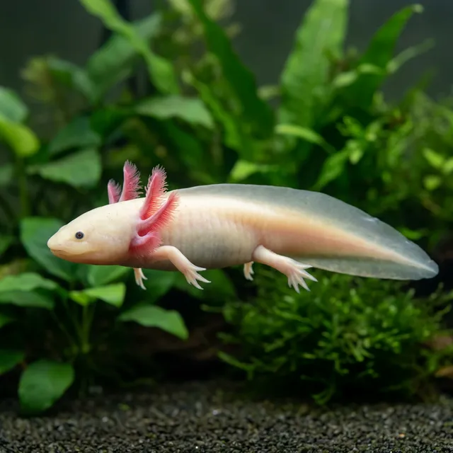 Axolotl