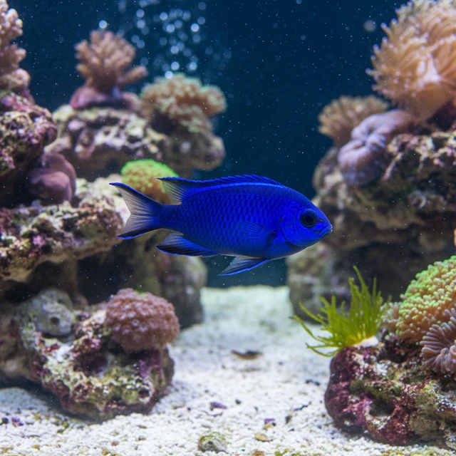 Azure Damselfish