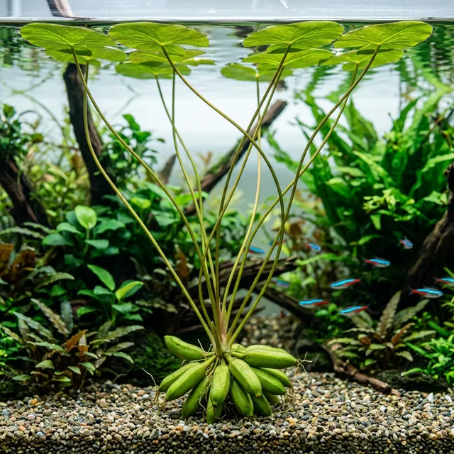 Banana Plant