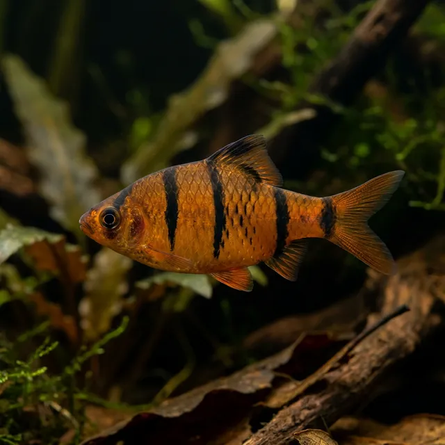 Banded Barb