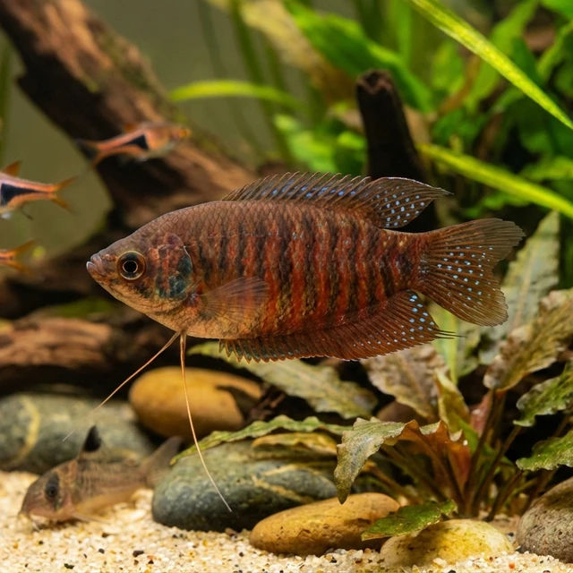 Banded Gourami