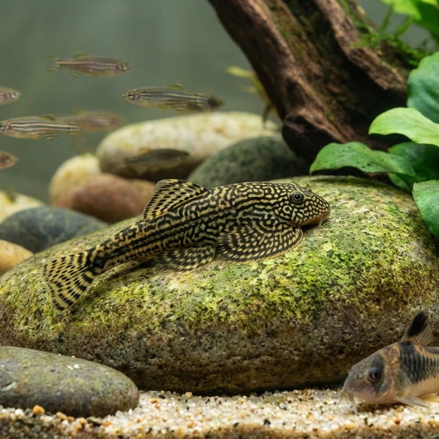 Banded Hillstream Loach