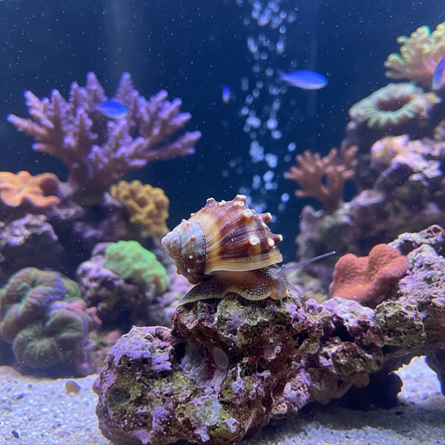 Banded Trochus Snail