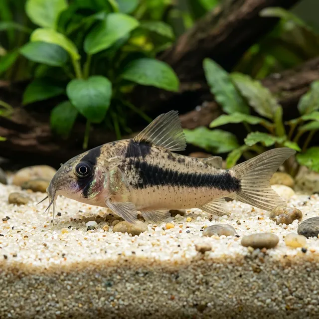 Bandit Corydoras