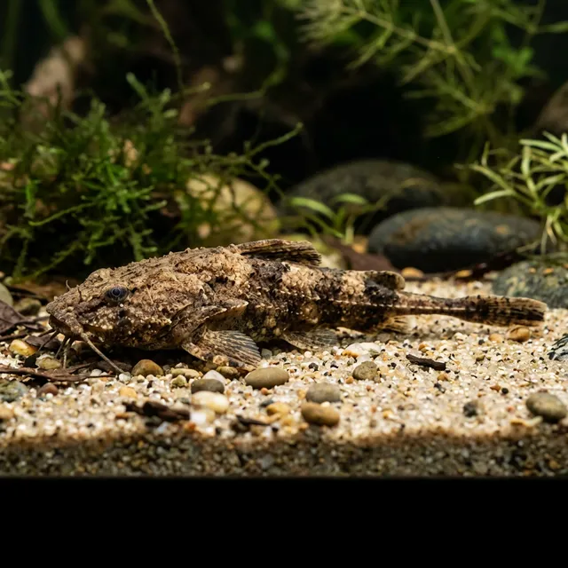 Banjo Catfish