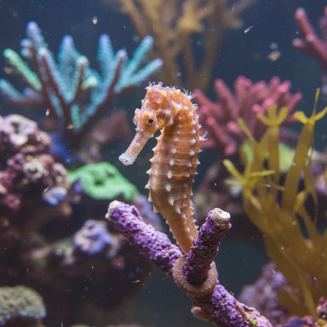 Barbour's Seahorse