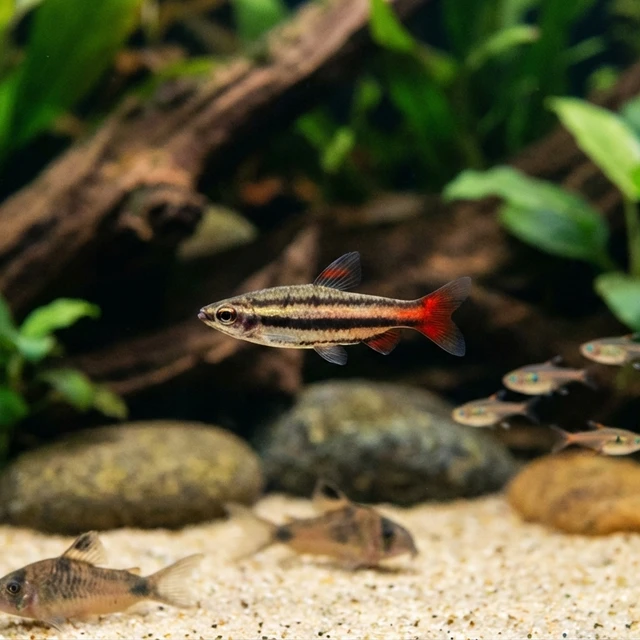 Barred Pencilfish