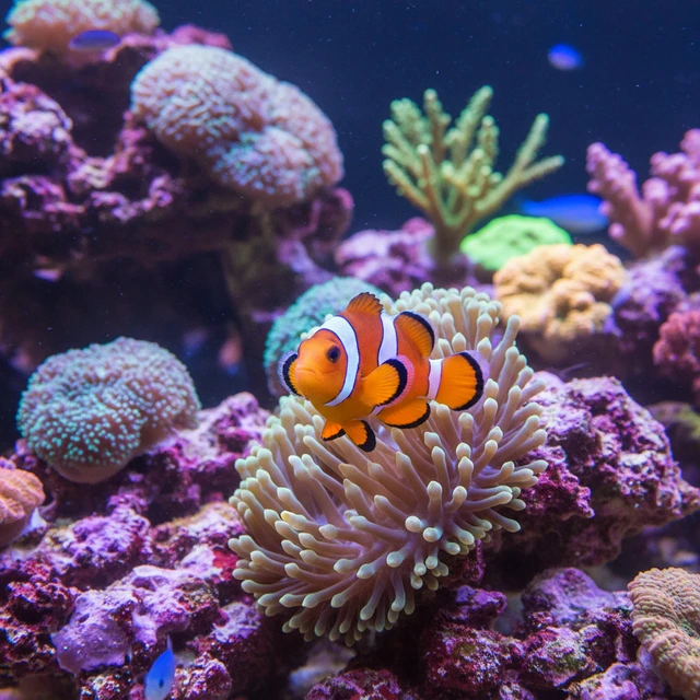 Barrier Reef Anemonefish