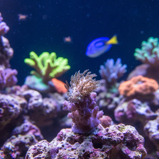 Berghia Nudibranch