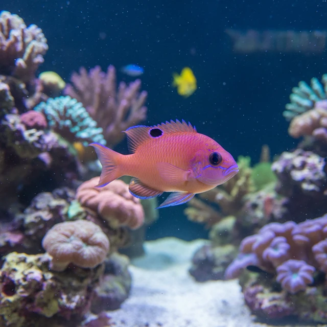 Bimaculatus Anthias