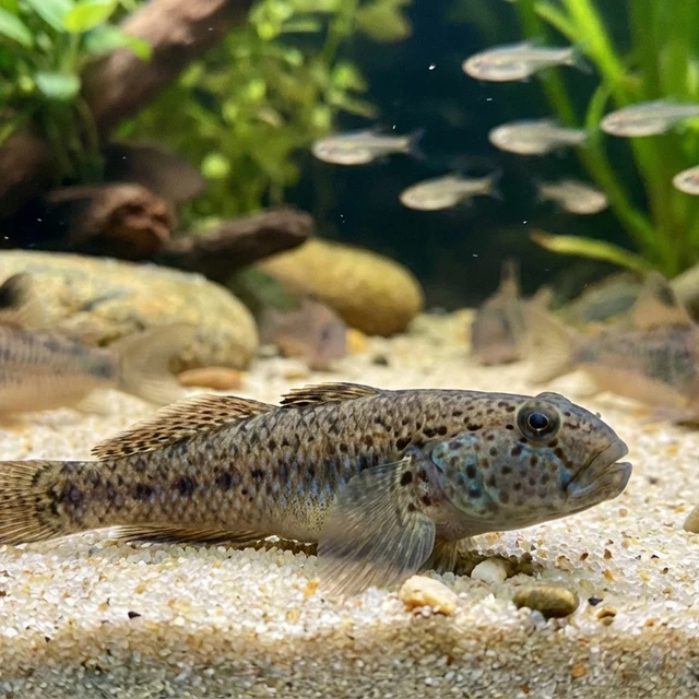 Bird Song Goby