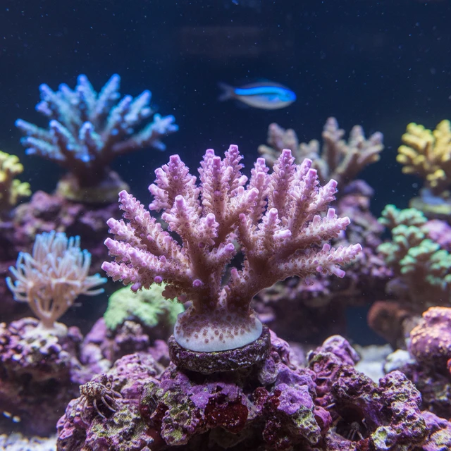 Birdsnest Coral