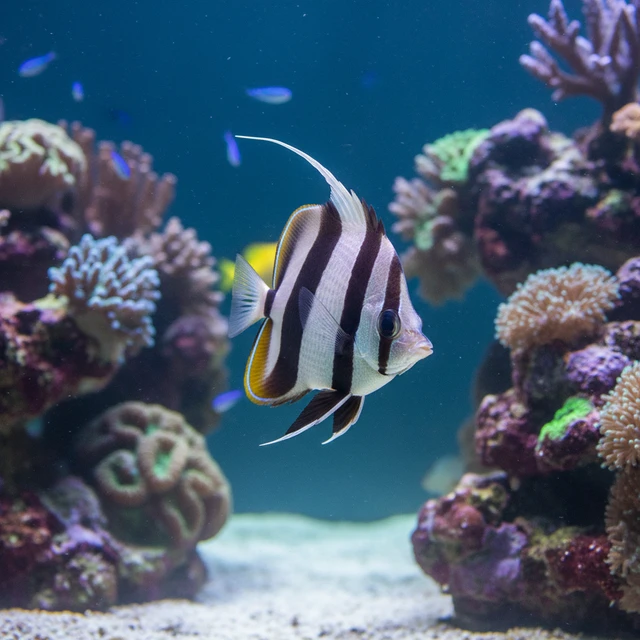 Black & White Heniochus