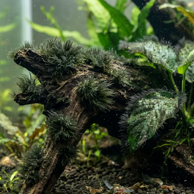 Black Beard Algae
