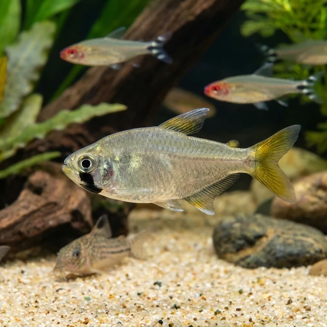 Black Chin Tetra
