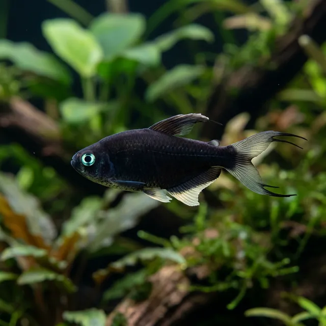 Black Emperor Tetra